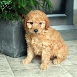 Ava, Miniature Poodle Puppy