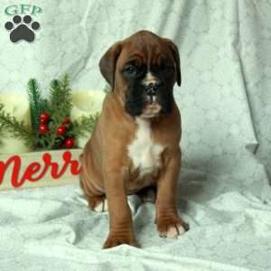 Ava, Boxer Puppy