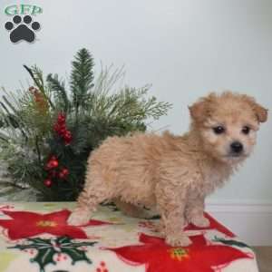 Ava, Maltipoo Puppy