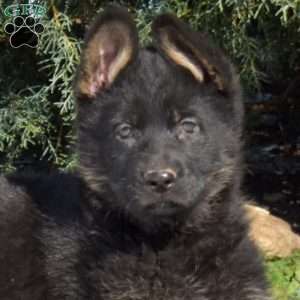 Ava, German Shepherd Puppy