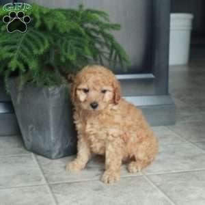 Ava, Miniature Poodle Puppy