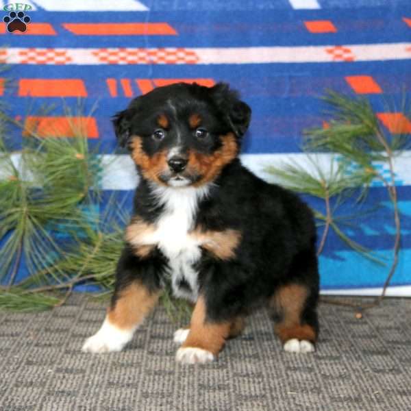 Ava, Australian Shepherd Puppy