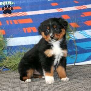 Ava, Australian Shepherd Puppy