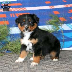 Ava, Australian Shepherd Puppy