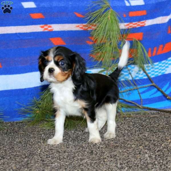 Averly, Cavalier King Charles Spaniel Puppy