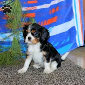 Averly, Cavalier King Charles Spaniel Puppy