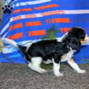 Averly, Cavalier King Charles Spaniel Puppy