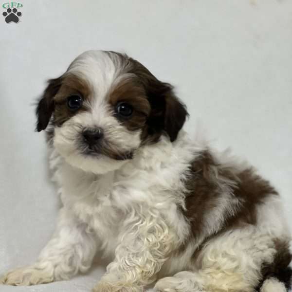 Avery, Shih-Poo Puppy