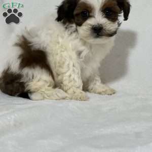 Avery, Shih-Poo Puppy