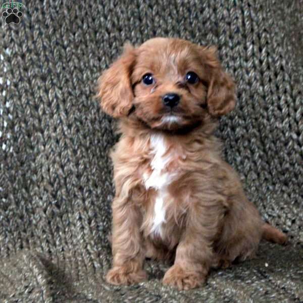 Axel, Cavapoo Puppy