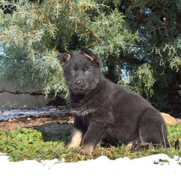 Axel, German Shepherd Puppy