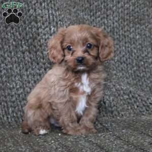 Axel, Cavapoo Puppy