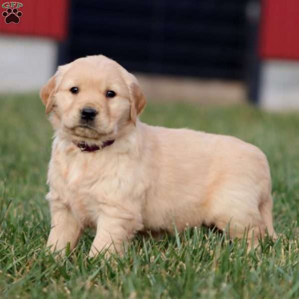 Axel, Golden Retriever Puppy