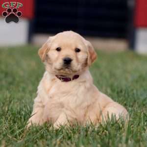 Axel, Golden Retriever Puppy