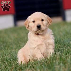 Axel, Golden Retriever Puppy
