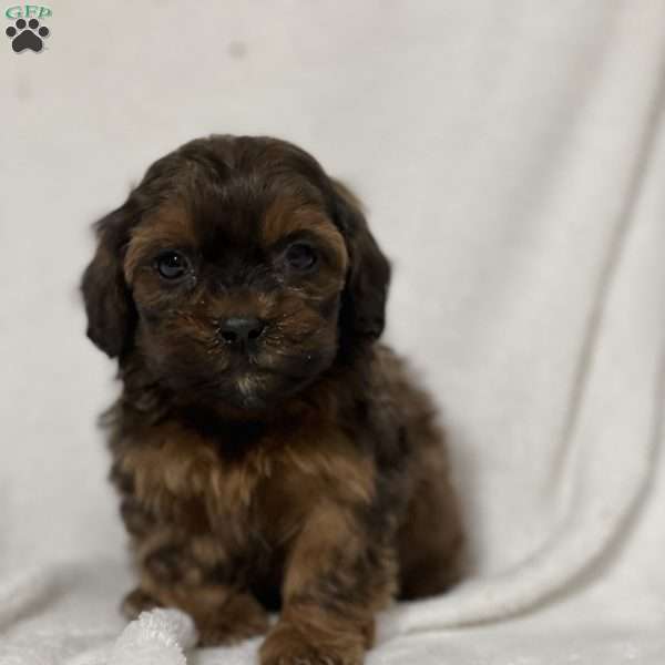 Axel, Shih-Poo Puppy