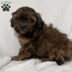 Axel, Shih-Poo Puppy