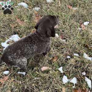 Ruby, German Shorthaired Pointer Puppy
