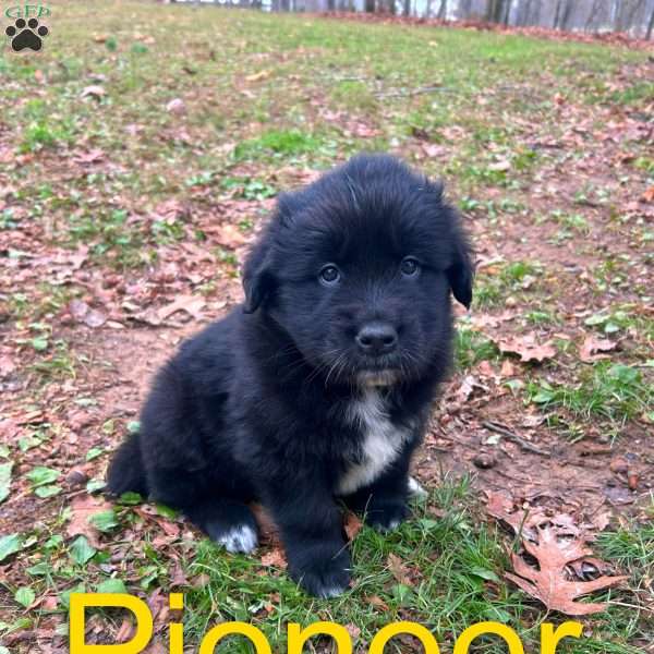 Pioneer, Newfoundland Mix Puppy