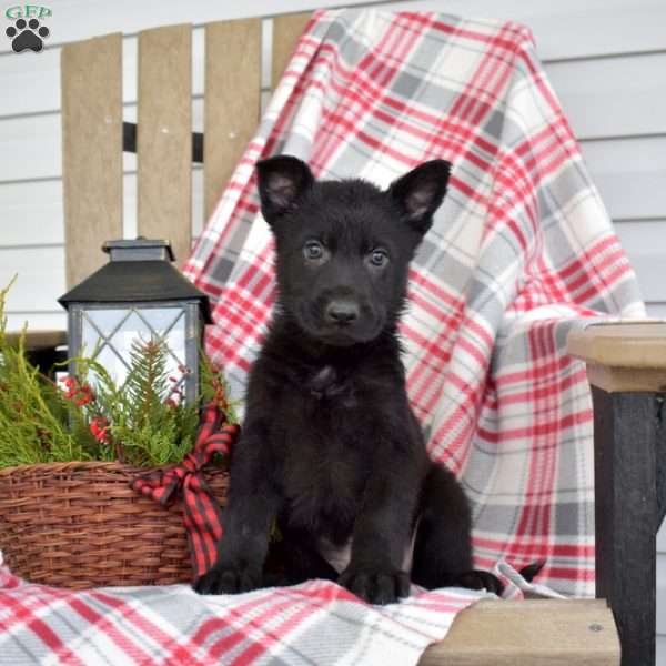Badger, German Shepherd Puppy