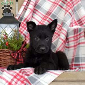 Badger, German Shepherd Puppy