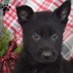 Badger, German Shepherd Puppy