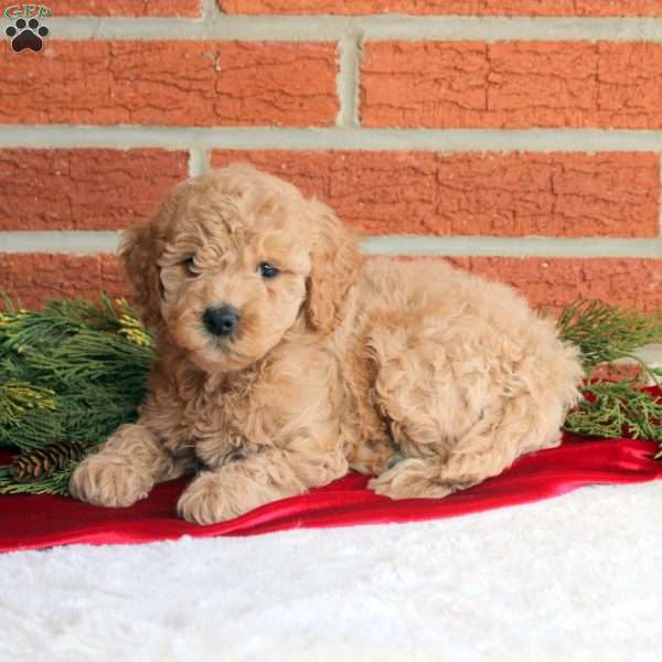 Bailey, Mini Goldendoodle Puppy