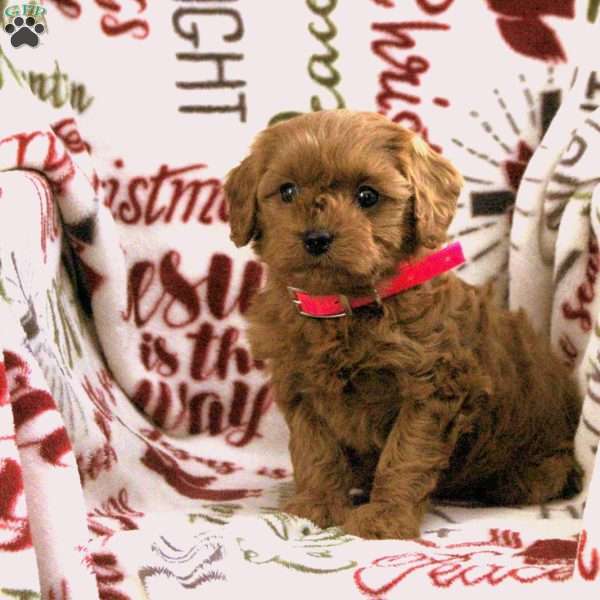 Bailey, Cavapoo Puppy