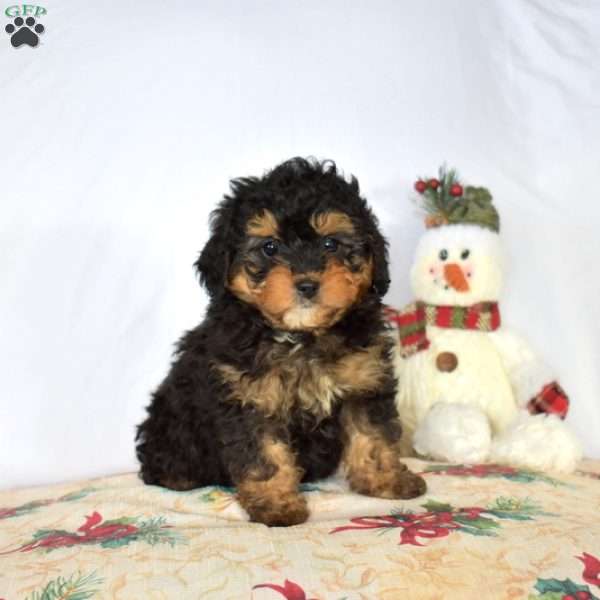 Bailey, Mini Bernedoodle Puppy