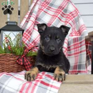 Bailey, German Shepherd Puppy