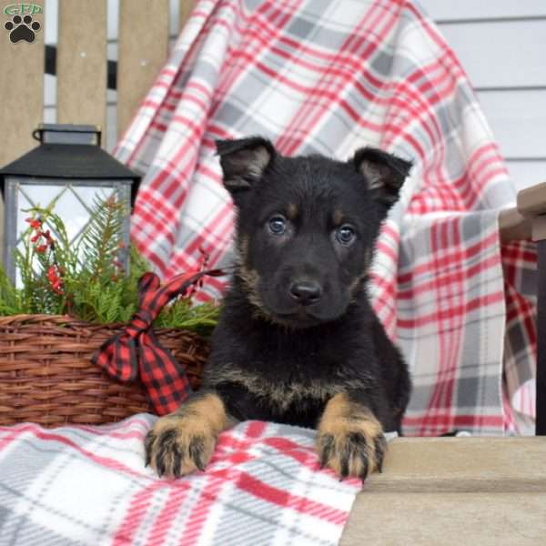 Bailey, German Shepherd Puppy