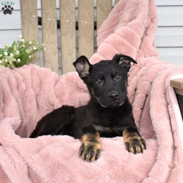 Bailey, German Shepherd Puppy