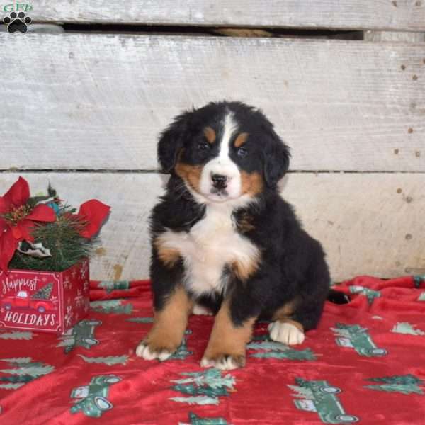 Bailey, Bernese Mountain Dog Puppy