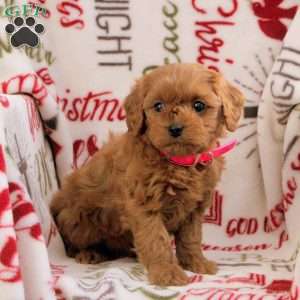 Bailey, Cavapoo Puppy