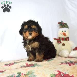 Bailey, Mini Bernedoodle Puppy
