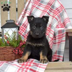 Bailey, German Shepherd Puppy