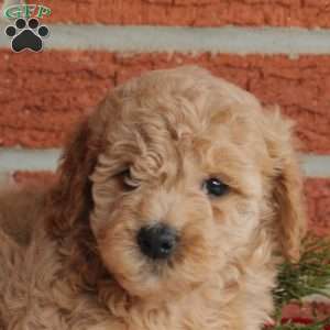 Bailey, Mini Goldendoodle Puppy