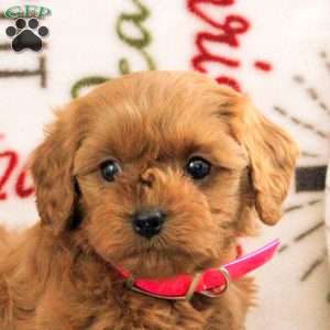 Bailey, Cavapoo Puppy