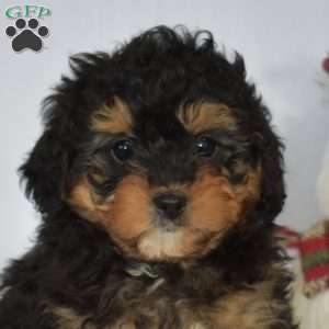 Bailey, Mini Bernedoodle Puppy
