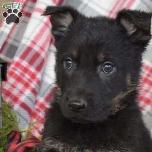 Bailey, German Shepherd Puppy