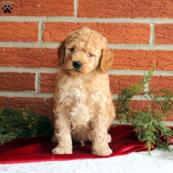 Bandit, Mini Goldendoodle Puppy