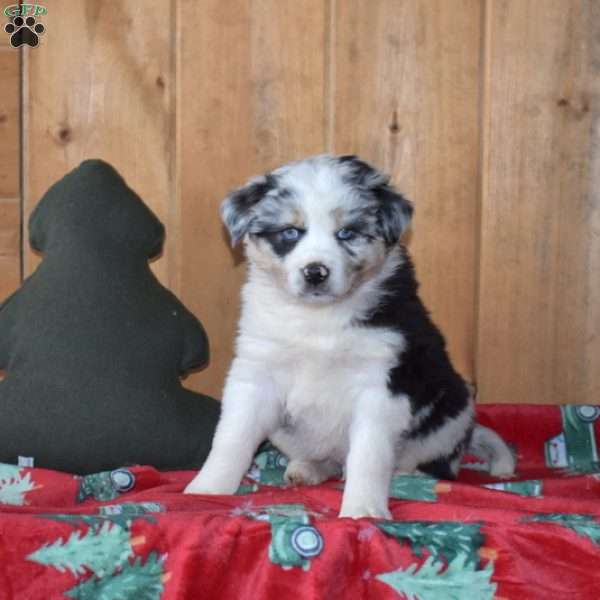 Bandit, Australian Shepherd Puppy