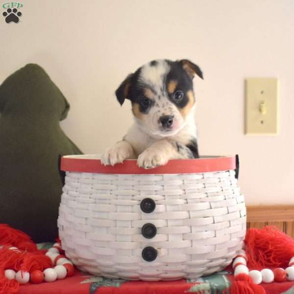 Bandit, Welsh Corgi Mix Puppy