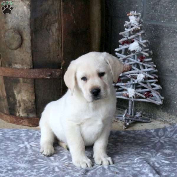 Bandit, Yellow Labrador Retriever Puppy