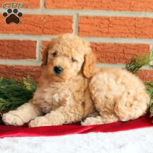 Bandit, Mini Goldendoodle Puppy