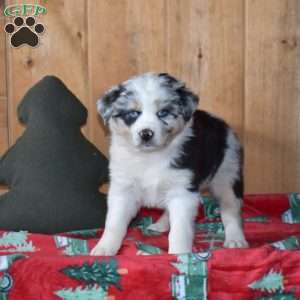 Bandit, Australian Shepherd Puppy