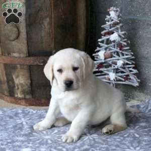Bandit, Yellow Labrador Retriever Puppy
