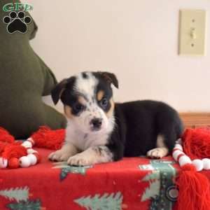 Bandit, Welsh Corgi Mix Puppy