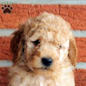 Bandit, Mini Goldendoodle Puppy