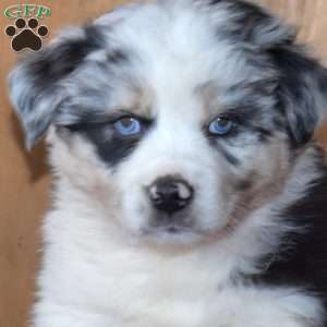Bandit, Australian Shepherd Puppy